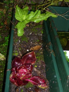 Raddiccio & Leaf Chicory
