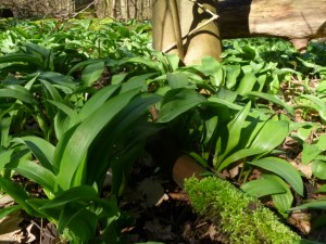 Wild Garlic