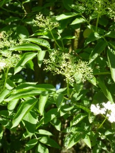 Elder buds