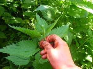 Picking the nettle tips