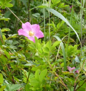 Wild Dog Rose