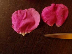Rose petals with & without claw