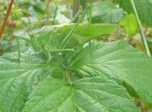 Tettigoniidae spp Bush Cricket