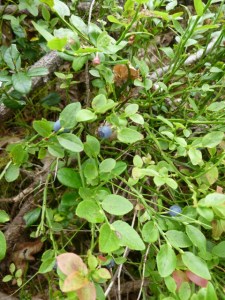 Bilberries