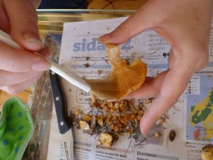 Cleaning Chanterelles