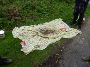 Collected Burdock Seed