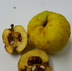 Japanese quince , halved