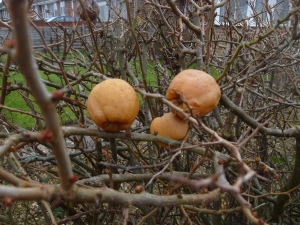 Japanese Quince on the bush