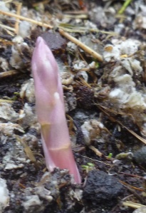 Asparagus Shoots Coming Anew in My Garden