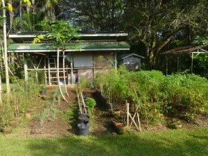 A Philippine Vegetable GardenA Philippine Vegetable Garden
