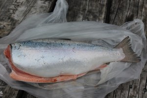 New Zealand Trout