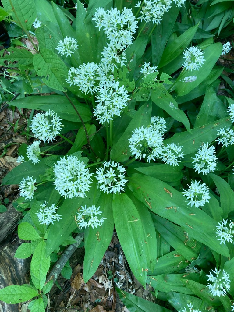 Allium ursinum, bear garlic, wild garlic with it's typical globes of white stellate flowers. Covered in spring debris.. All parts of this spring plant are edible.
